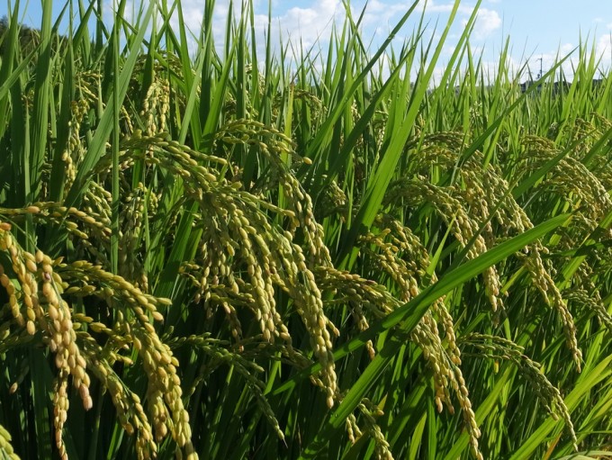 Mapa genético del arroz