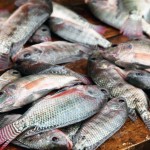 Pollo de agua o tilapia