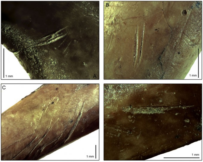 Los neandertales comían aves