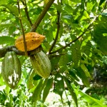 Luchar contra el trabajo precario en el sector de la alimentación