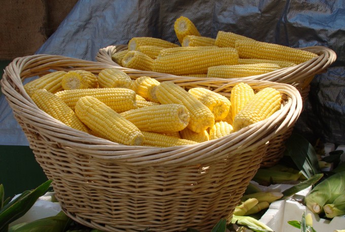 Supuestos beneficios de los alimentos transgénicos