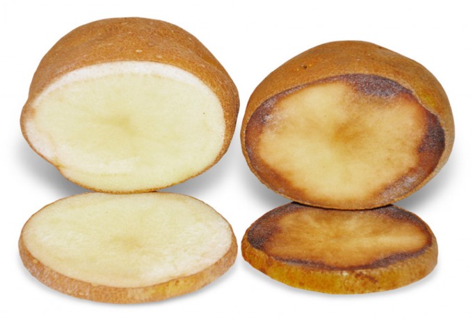 Patatas modificadas genéticamente