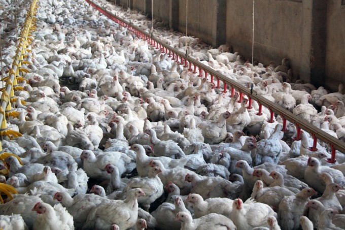 Pollos procesados en China