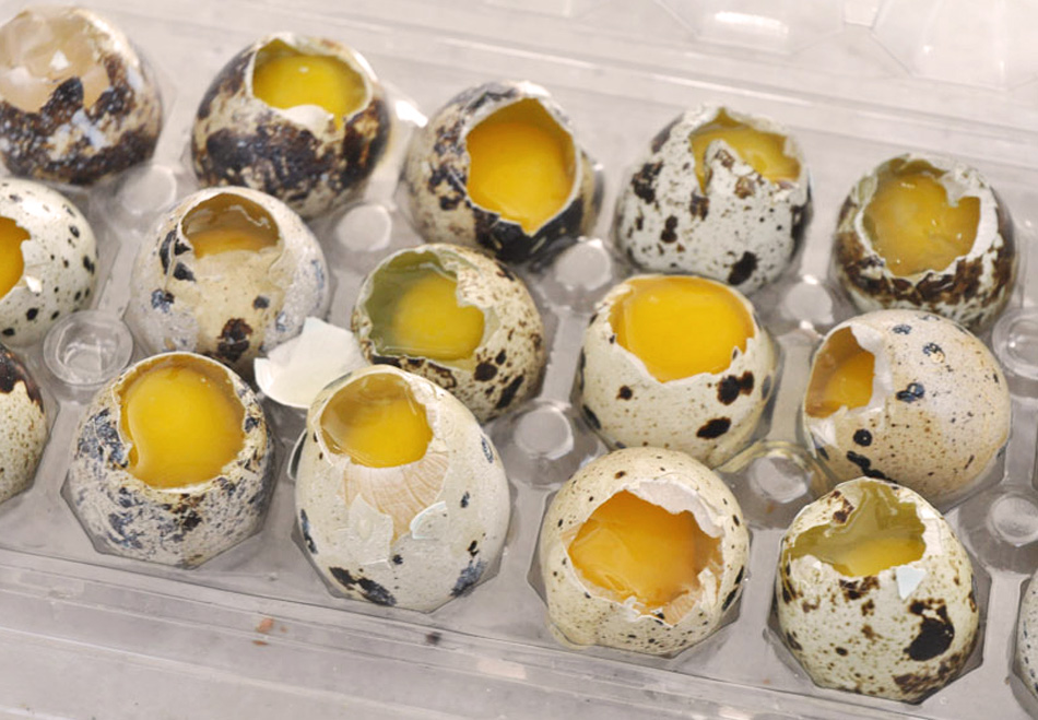 Tijeras para abrir huevos de codorniz