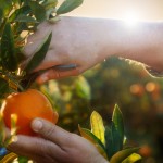 Calidad de las naranjas