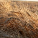 Glifosato de Monsanto