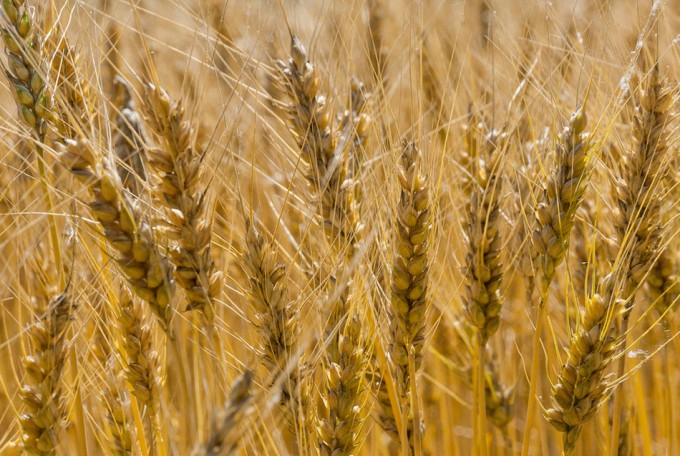 Reducir el consumo de carne