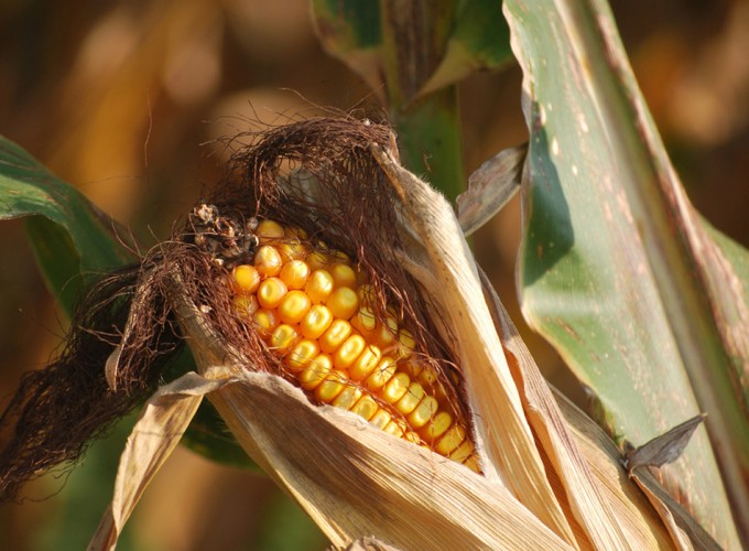 El lobby de las empresas anti etiquetado transgénico