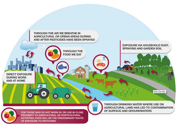 Vías de exposición a los plaguicidas Alimentación y plaguicidas