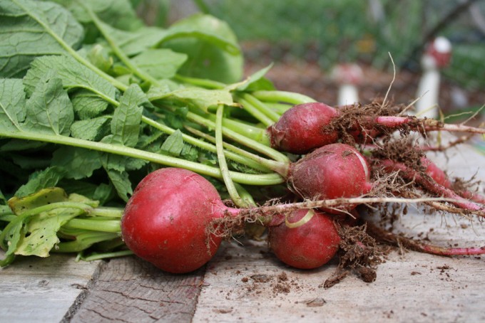 Producción de alimentos ecológicos