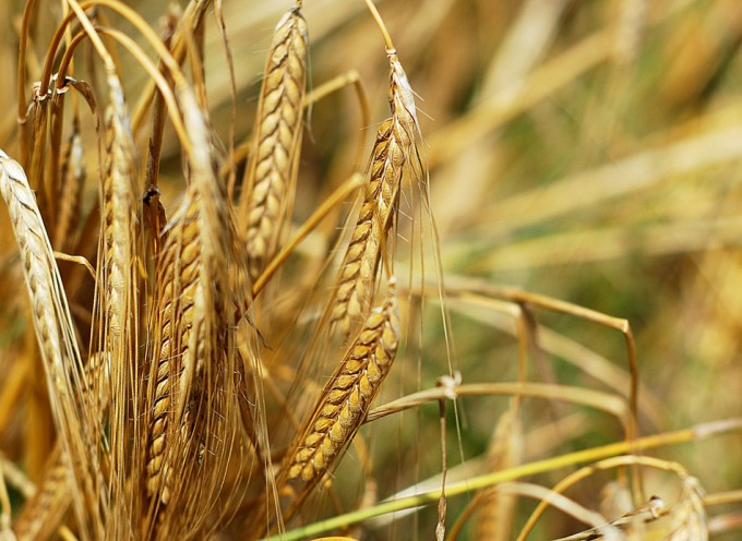 Opinión sobre los transgénicos desde el Vaticano