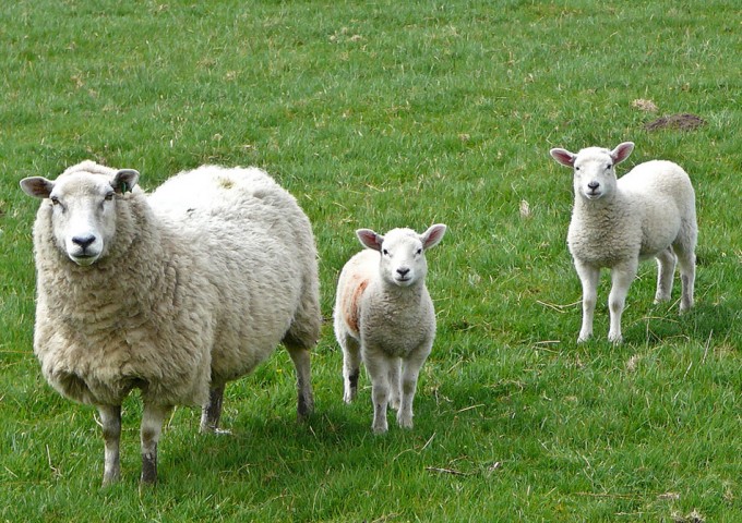 Proyecto de Ley para prohibir la carne y leche de animales clonados y sus descendientes Clonación animal