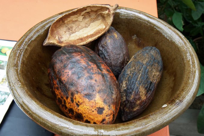 Investigación del sabor del cacao