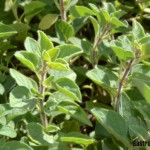 Hierbas secas y especias adulteradas