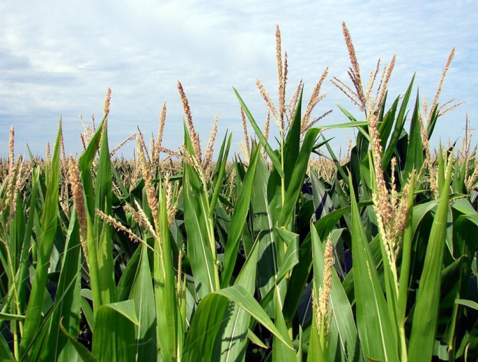 Aerosoles genéticos