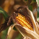 California contra el Roundup