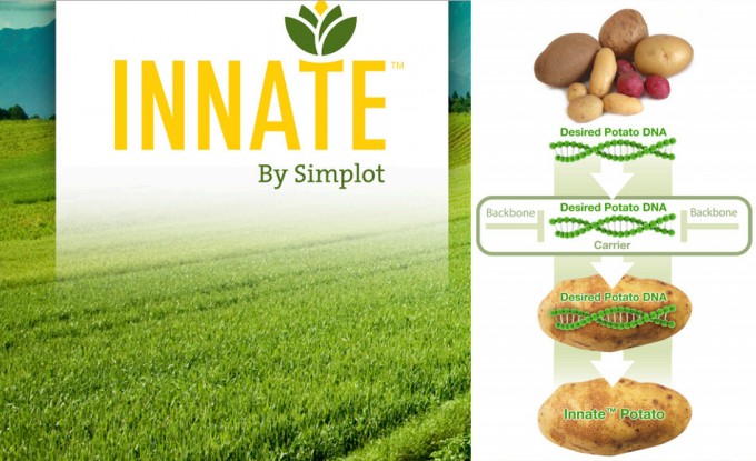 Nuevas patatas modificadas genéticamente