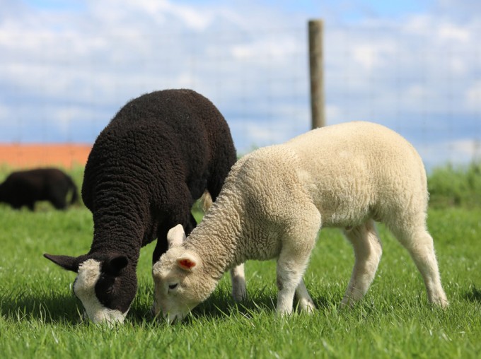 Prohíbir la clonación animal en Europa