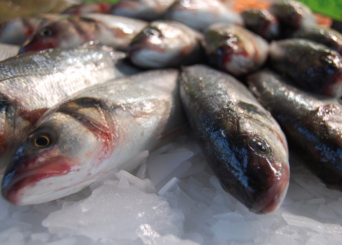 Cambio climático y ecosistemas marinos