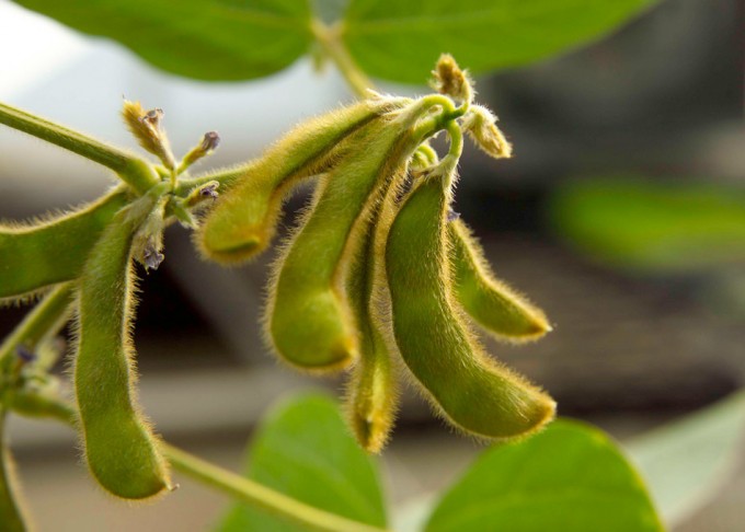 Mitos sobre el etiquetado de los alimengtos modificados genéticamente