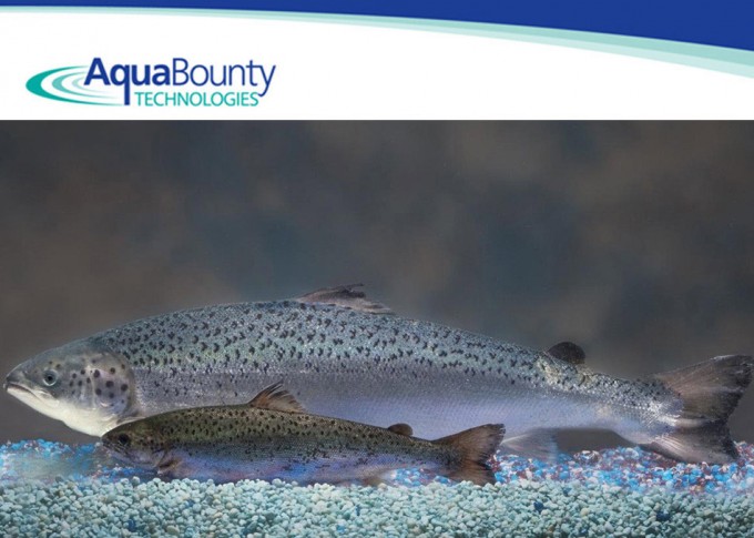 Salmón modificado genéticamente