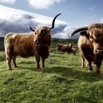 Variedad alimentaria en el mundo