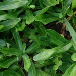 Coriandro, culantro tropical