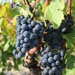 Producción de vino en Francia