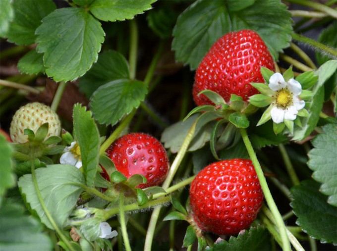 ¿Con o sin pesticidas? Asociación Europea de Protección de Cultivos