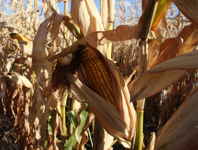 Mitos de los cultivos transgénicos Alimentos modificados genéticamente