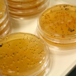 Mapa genético de la levadura del vino