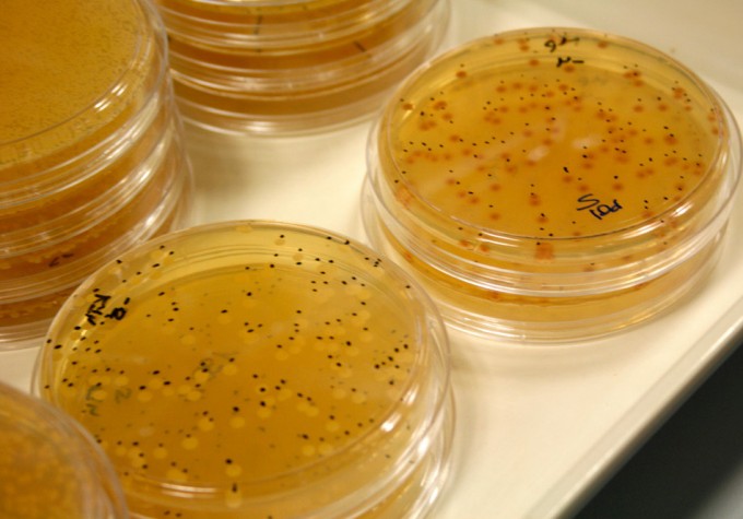 Mapa genético de la levadura del vino