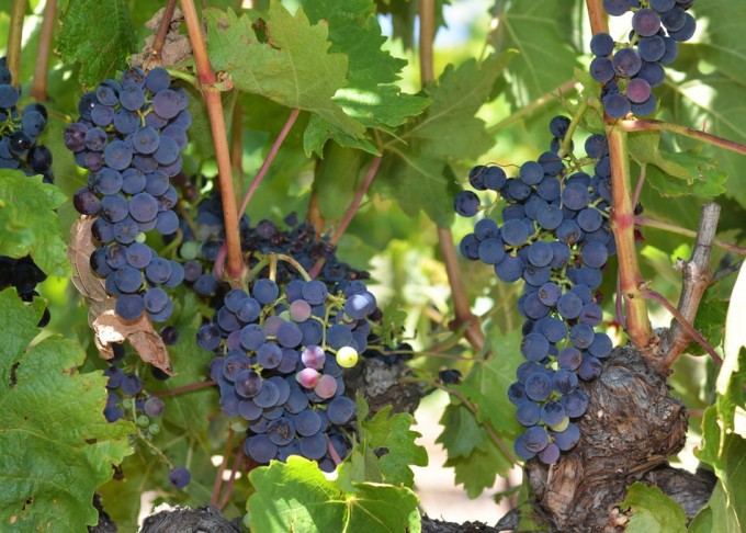 variedad de levaduras del vino