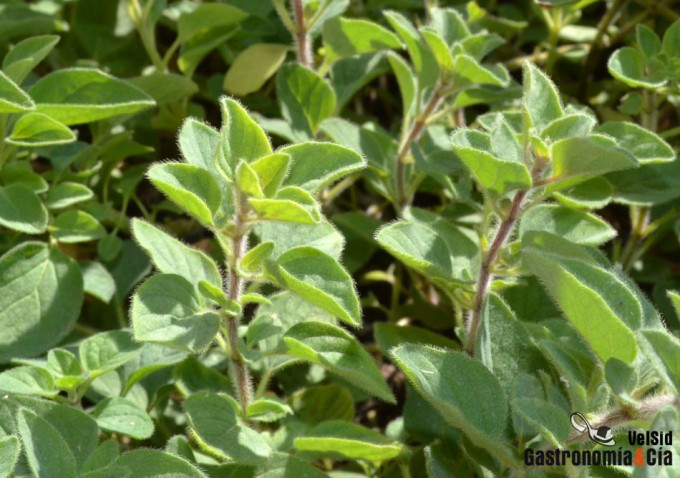 Orégano seco adulterado