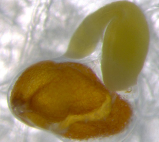 Descubierto como aumentar en los alimentos vegetales el zinc Zinc en la alimentación humana