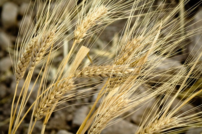 Investigación sobre el genoma del trigo