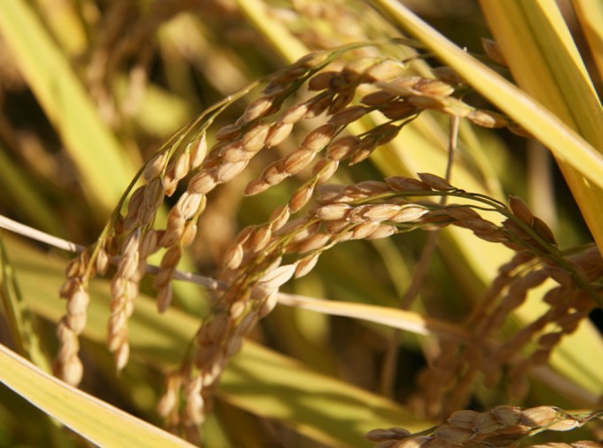 Producción de arroz