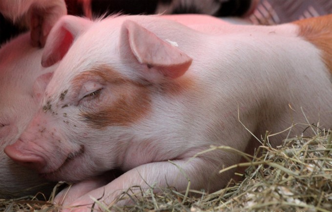 garantías de bienestar animal