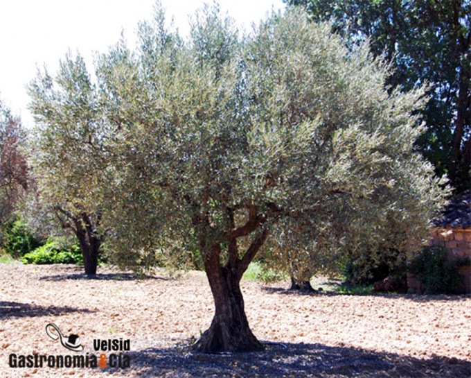 Mapa genético del olivo