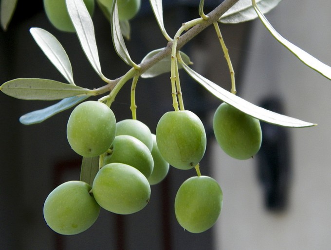 Genoma del olivo