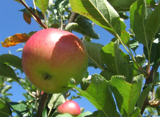 Almacenamiento de manzanas