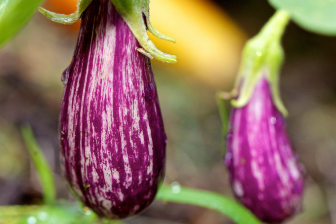 La diferencia de precio de la berenjena alcanza el 675% IPOD julio 2016