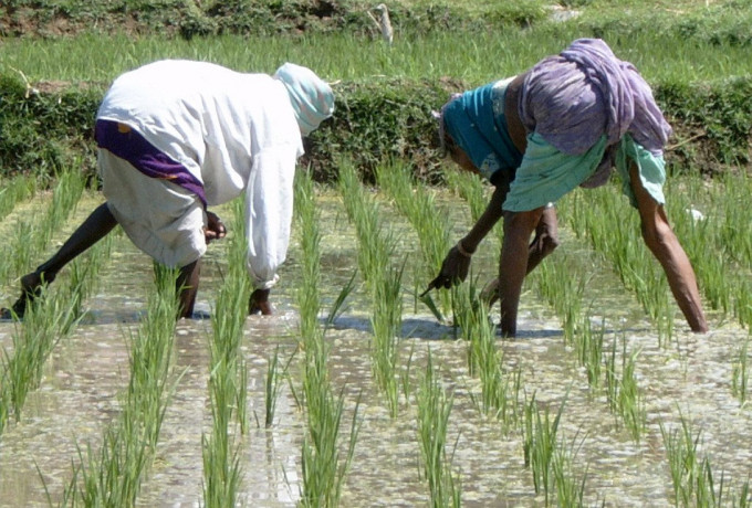 Nueva investigación para desarrollar arroz tolerante a la salinidad Fitomejoramiento del arroz