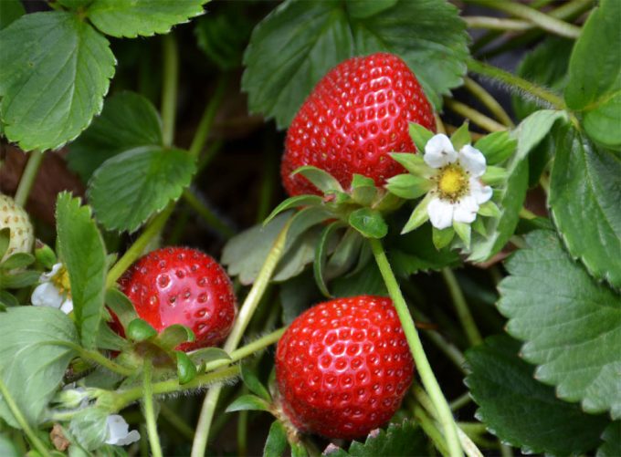 Cultivo ecológico en España