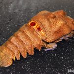 Cómo cocinar la cigala real