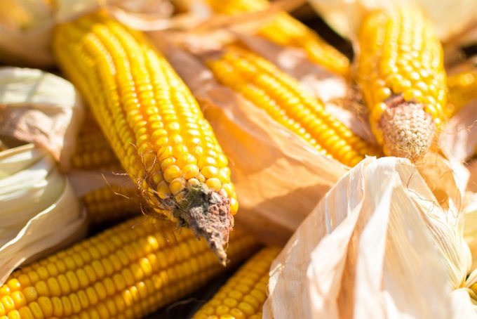 Investigación sobre el maíz transgenico