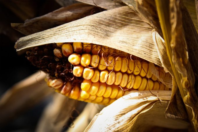 Estudio sobre el principio de equivalencia sustancial