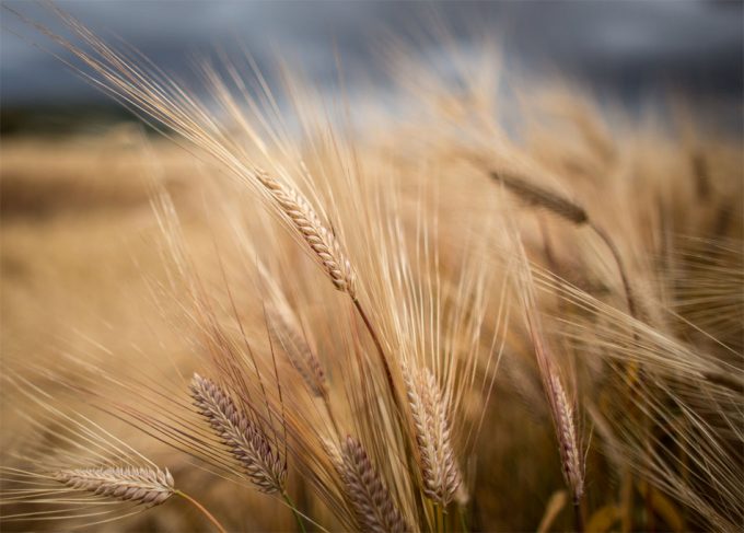 Relación entre el pan y los gases de efecto invernadero