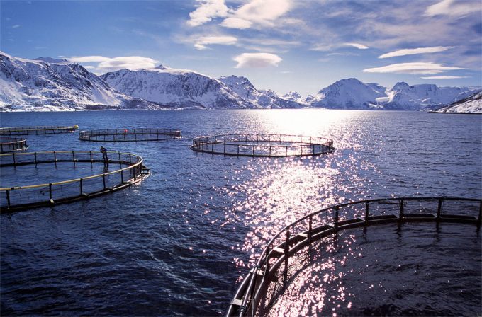 Salmón genéticamente modificado