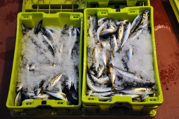 Especies amenazadas por la sobrepesca